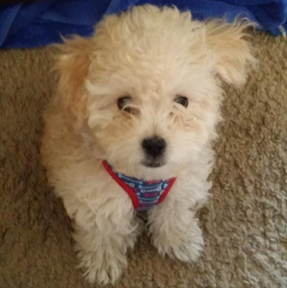 Meet your Posher - Picture 2 of 2